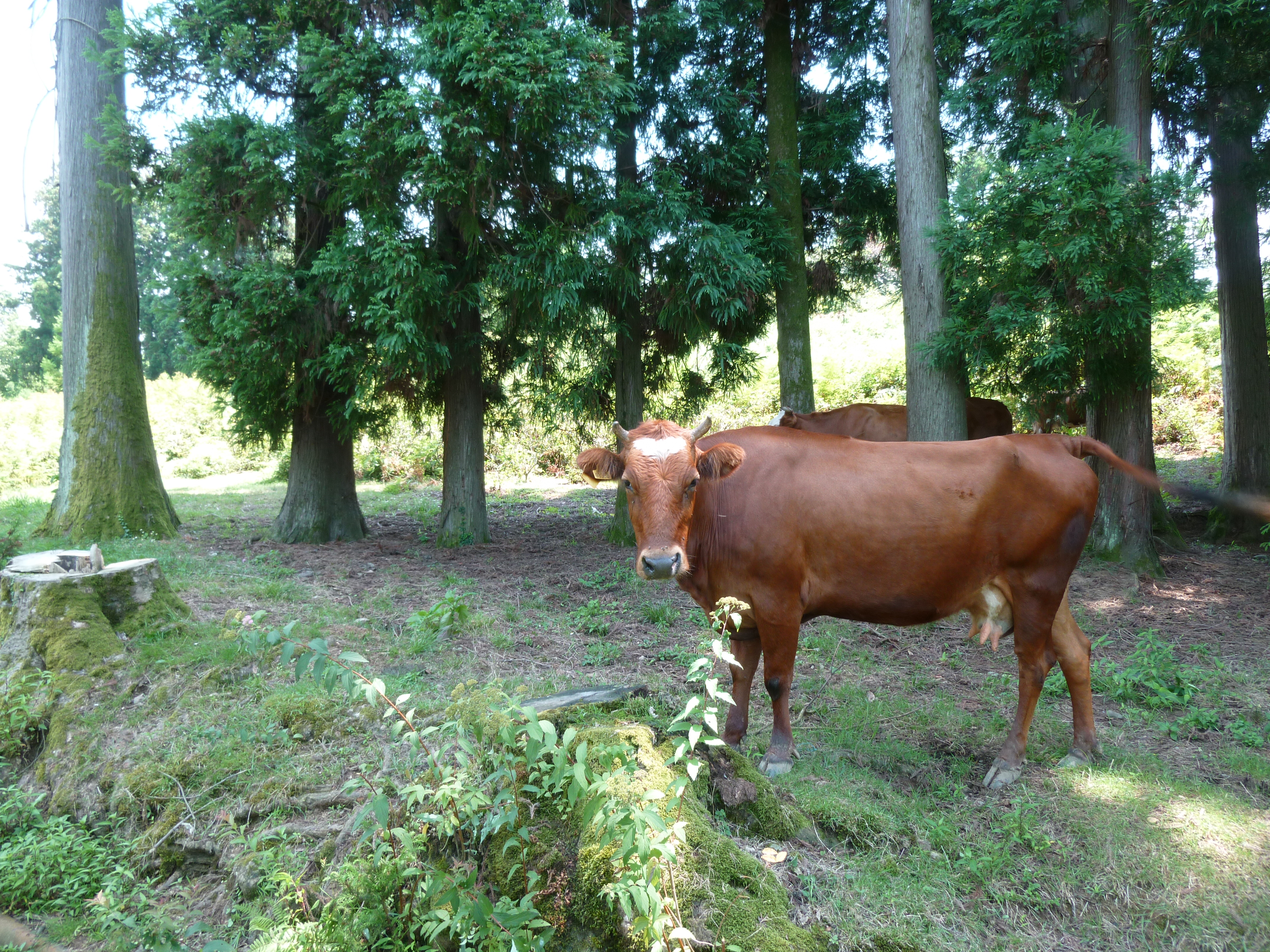 Cows circulating in the ancient tea plantation founded by Konstantin Popov at the end of the 19th century, now abandoned, Tchakvi, Adjarie region, Georgia, July 2016.